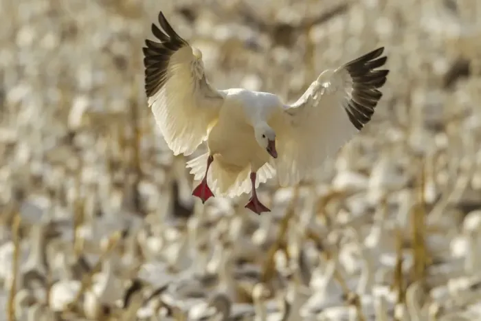 Framed Print : USA, New Mexico, Bosque Del Apache National Wildlife Refuge. Snow goose landing. Credit as
