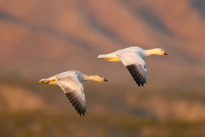 Framed Print : USA, New Mexico, Bosque Del Apache National Wildlife Refuge. Snow geese flying. Credit as
