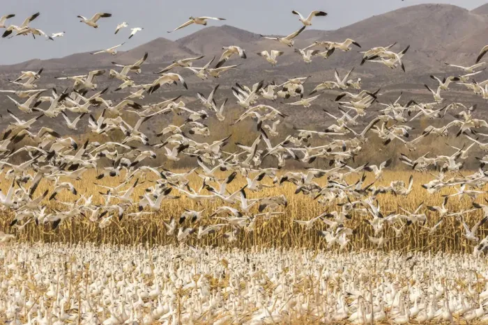 Framed Print : USA, New Mexico, Bosque Del Apache National Wildlife Refuge Framed Print : USA, New Mexico, Bosque Del Apache National Wildlife Refuge