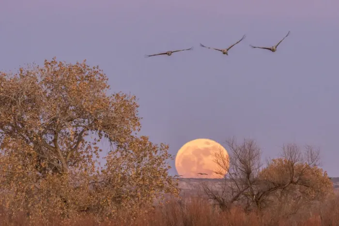 Framed Print : USA, New Mexico, Bosque del Apache National Wildlife Refuge. Full moon and sandhill cranes Framed Print : USA, New Mexico, Bosque del Apache National Wildlife Refuge. Full moon and sandhill cranes