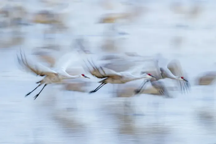 Framed Print : USA, New Mexico, Bosque Del Apache National Wildlife Refuge. Sandhill crane flight blur Framed Print : USA, New Mexico, Bosque Del Apache National Wildlife Refuge. Sandhill crane flight blur