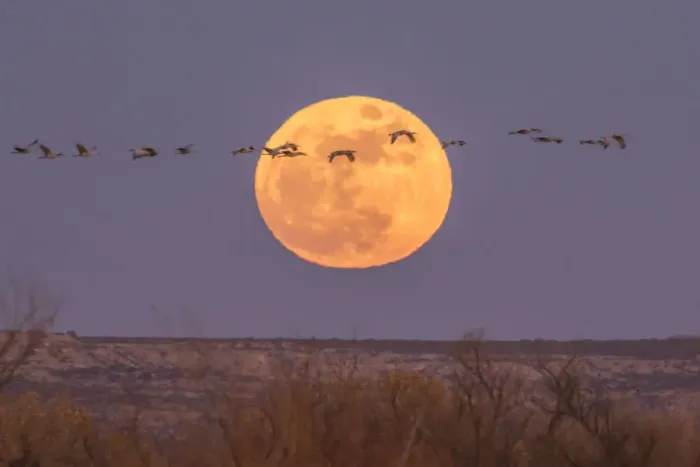 Framed Print : USA, New Mexico, Bosque del Apache National Wildlife Refuge. Full moon and sandhill cranes Framed Print : USA, New Mexico, Bosque del Apache National Wildlife Refuge. Full moon and sandhill cranes