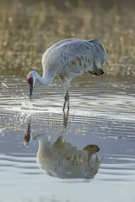 Framed Print : USA, New Mexico, Bosque Del Apache National Wildlife Refuge. Sandhill crane hunting