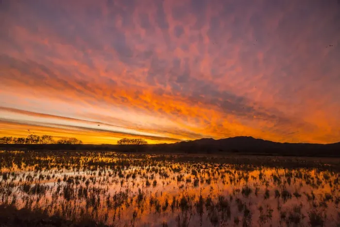 Framed Print : USA, New Mexico, Bosque del Apache National Wildlife Refuge. Sunset on bird flock in water