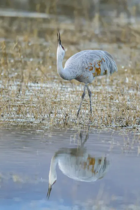 Framed Print : USA, New Mexico, Bosque Del Apache National Wildlife Refuge. Sandhill crane close-up Framed Print : USA, New Mexico, Bosque Del Apache National Wildlife Refuge. Sandhill crane close-up