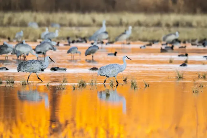 Framed Print : USA, New Mexico, Bosque del Apache National Wildlife Refuge. Sandhill cranes in water at sunrise