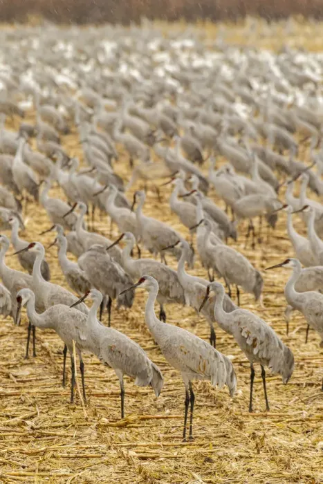 Framed Print : USA, New Mexico, Bosque del Apache National Wildlife Refuge. Sandhill cranes on feeding grounds
