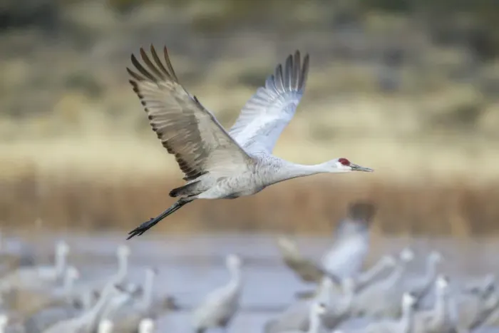 Framed Print : USA, New Mexico, Bosque del Apache National Wildlife Refuge. Sandhill crane flying Framed Print : USA, New Mexico, Bosque del Apache National Wildlife Refuge. Sandhill crane flying