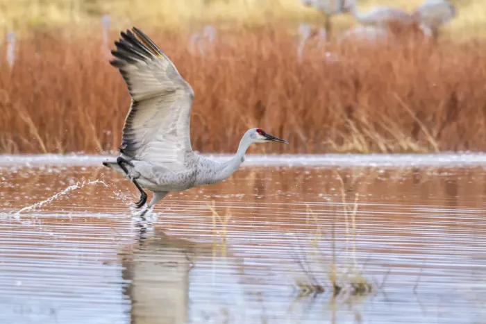Framed Print : USA, New Mexico, Bosque del Apache National Wildlife Refuge. Sandhill crane flying from water Framed Print : USA, New Mexico, Bosque del Apache National Wildlife Refuge. Sandhill crane flying from water