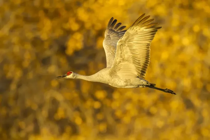 Framed Print : USA, New Mexico, Bosque del Apache National Wildlife Refuge. Sandhill crane flying Framed Print : USA, New Mexico, Bosque del Apache National Wildlife Refuge. Sandhill crane flying