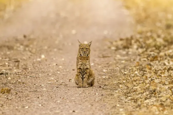 Framed Print : USA, New Mexico, Bosque del Apache National Wildlife Refuge. Wild bobcat sitting on trail Framed Print : USA, New Mexico, Bosque del Apache National Wildlife Refuge. Wild bobcat sitting on trail