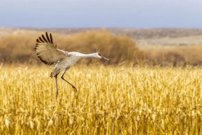 Framed Print : USA, New Mexico, Bosque del Apache National Wildlife Refuge. Sandhill crane landing Framed Print : USA, New Mexico, Bosque del Apache National Wildlife Refuge. Sandhill crane landing