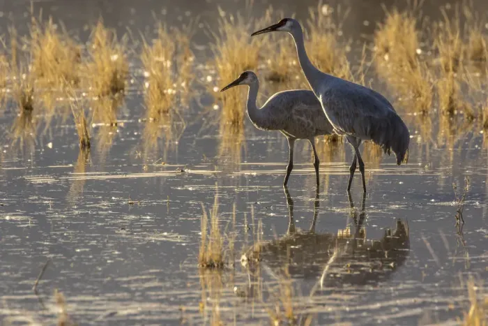 Framed Print : USA, New Mexico, Bosque del Apache National Wildlife Refuge. Sandhill cranes in water