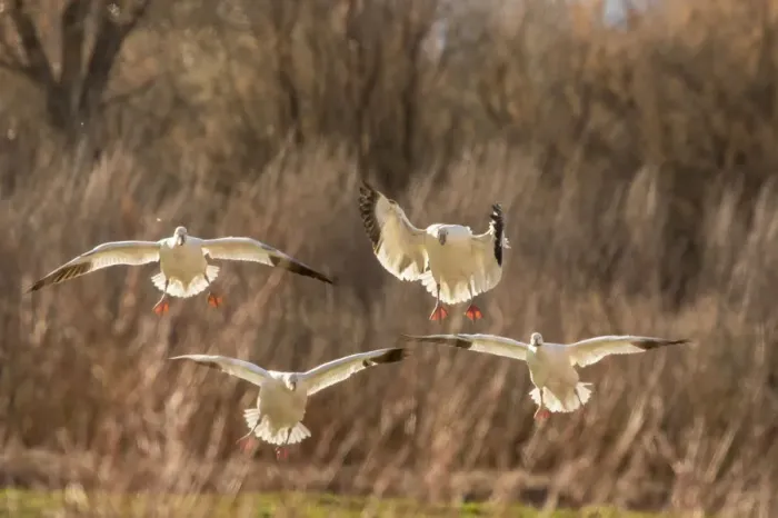 Framed Print : USA, New Mexico, Bosque del Apache National Wildlife Refuge. Backlit snow geese landing Framed Print : USA, New Mexico, Bosque del Apache National Wildlife Refuge. Backlit snow geese landing