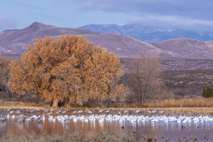 Framed Print : USA, New Mexico, Bosque del Apache National Wildlife Refuge Framed Print : USA, New Mexico, Bosque del Apache National Wildlife Refuge