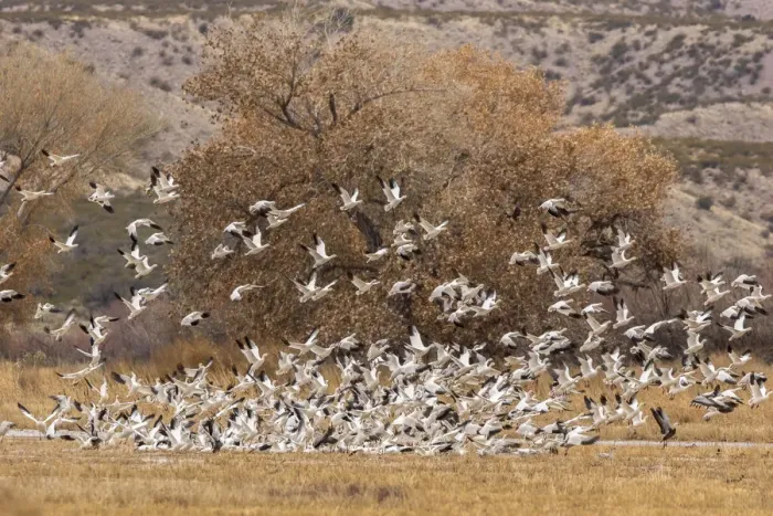 Framed Print : USA, New Mexico, Bosque del Apache National Wildlife Refuge. Snow geese flock landing Framed Print : USA, New Mexico, Bosque del Apache National Wildlife Refuge. Snow geese flock landing