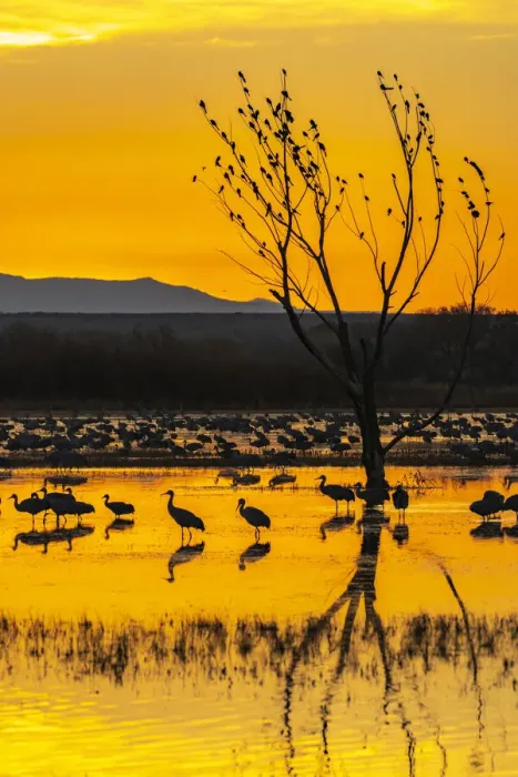 Framed Print : USA, New Mexico, Bosque Del Apache National Wildlife Refuge Framed Print : USA, New Mexico, Bosque Del Apache National Wildlife Refuge