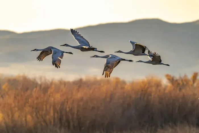 Framed Print : USA, New Mexico, Bosque Del Apache National Wildlife Refuge