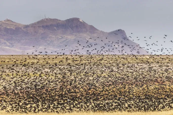Framed Print : USA, New Mexico, Bosque Del Apache National Wildlife Refuge