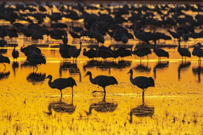 Framed Print : USA, New Mexico, Bosque Del Apache National Wildlife Refuge Framed Print : USA, New Mexico, Bosque Del Apache National Wildlife Refuge