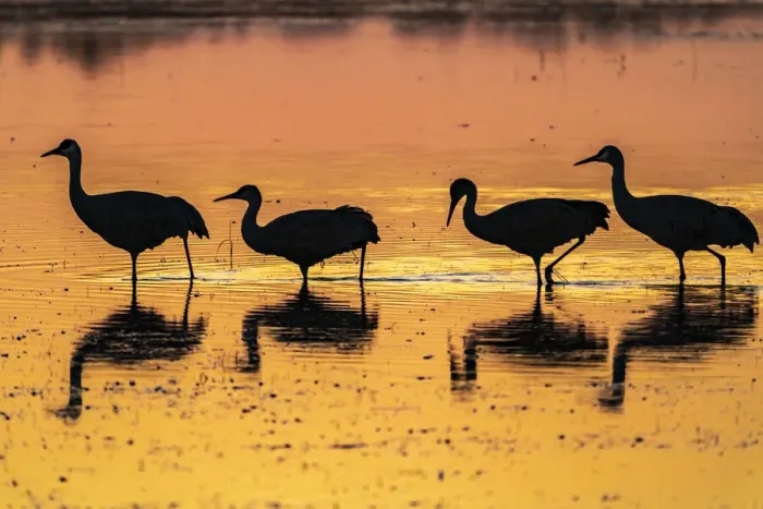 Framed Print : USA, New Mexico, Bosque Del Apache National Wildlife Refuge