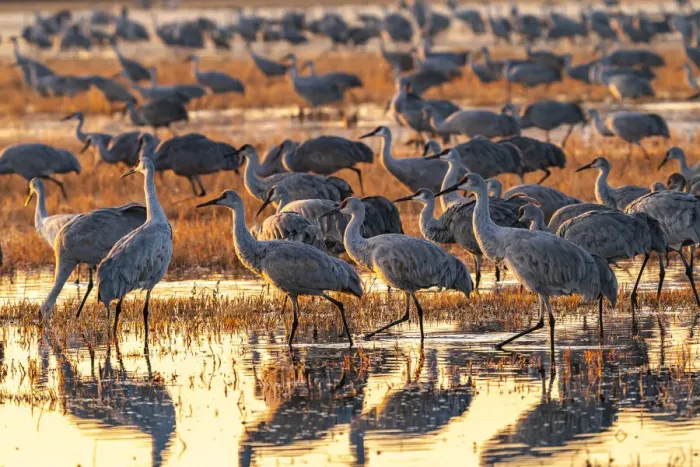 Framed Print : USA, New Mexico, Bosque Del Apache National Wildlife Refuge Framed Print : USA, New Mexico, Bosque Del Apache National Wildlife Refuge