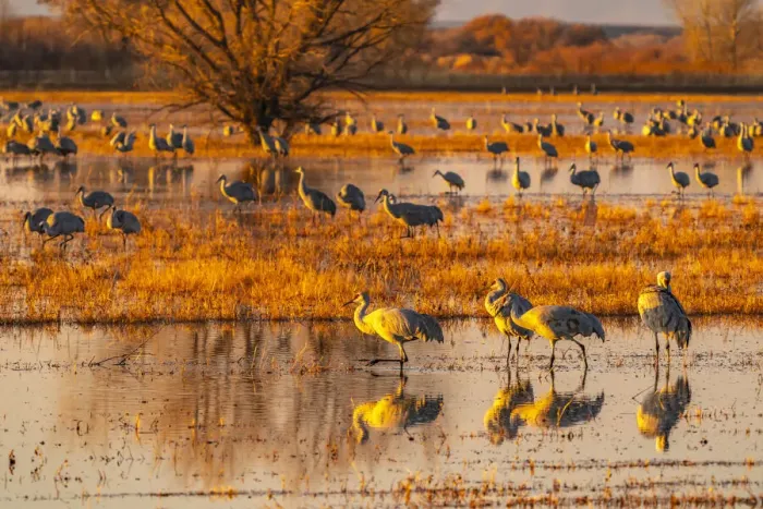 Framed Print : USA, New Mexico, Bosque Del Apache National Wildlife Refuge Framed Print : USA, New Mexico, Bosque Del Apache National Wildlife Refuge