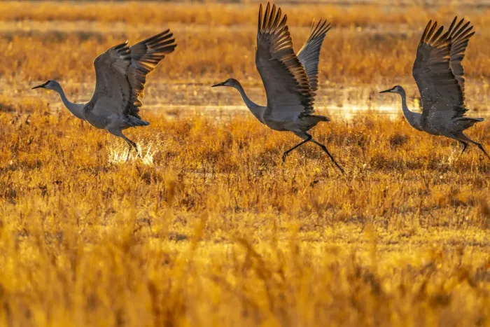 Framed Print : USA, New Mexico, Bosque Del Apache National Wildlife Refuge