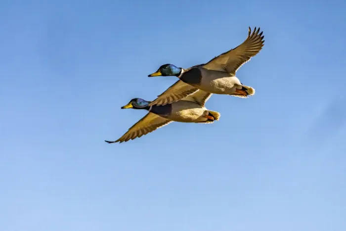 Framed Print : USA, New Mexico, Bosque del Apache National Wildlife Refuge. Mallard drakes in flight Framed Print : USA, New Mexico, Bosque del Apache National Wildlife Refuge. Mallard drakes in flight
