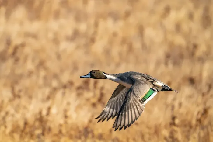 Framed Print : USA, New Mexico, Bosque del Apache National Wildlife Refuge. Pintail duck drake in flight Framed Print : USA, New Mexico, Bosque del Apache National Wildlife Refuge. Pintail duck drake in flight
