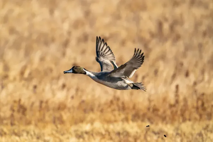 Framed Print : USA, New Mexico, Bosque del Apache National Wildlife Refuge. Pintail duck drake in flight
