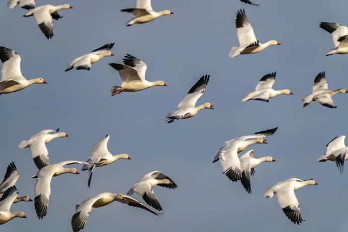 Framed Print : USA, New Mexico, Bosque del Apache National Wildlife Refuge. Snow geese flock in flight Framed Print : USA, New Mexico, Bosque del Apache National Wildlife Refuge. Snow geese flock in flight