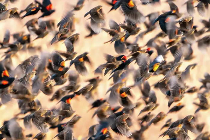 Framed Print : USA, New Mexico, Bosque Del Apache National Wildlife Refuge. Red-winged blackbird flock flying