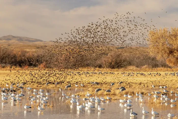 Framed Print : USA, New Mexico, Bosque Del Apache National Wildlife Refuge. Red-winged blackbird flock flying over snow geese Framed Print : USA, New Mexico, Bosque Del Apache National Wildlife Refuge. Red-winged blackbird flock flying over snow geese