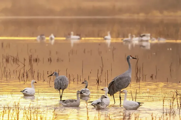 Framed Print : USA, New Mexico, Bosque Del Apache National Wildlife Refuge. Sandhill cranes and snow geese in water at sunset Framed Print : USA, New Mexico, Bosque Del Apache National Wildlife Refuge. Sandhill cranes and snow geese in water at sunset