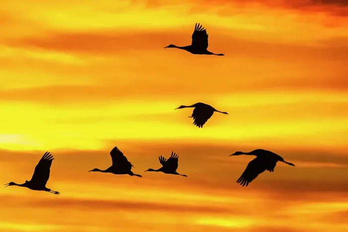 Framed Print : USA, New Mexico, Bosque Del Apache National Wildlife Refuge. Sandhill cranes flying at sunset Framed Print : USA, New Mexico, Bosque Del Apache National Wildlife Refuge. Sandhill cranes flying at sunset
