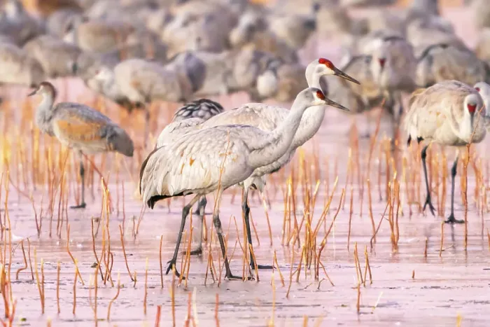 Framed Print : USA, New Mexico, Bosque Del Apache National Wildlife Refuge. Sandhill cranes walking on ice