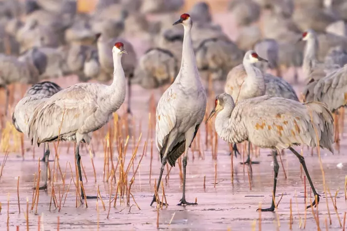 Framed Print : USA, New Mexico, Bosque Del Apache National Wildlife Refuge. Sandhill cranes walking on ice Framed Print : USA, New Mexico, Bosque Del Apache National Wildlife Refuge. Sandhill cranes walking on ice