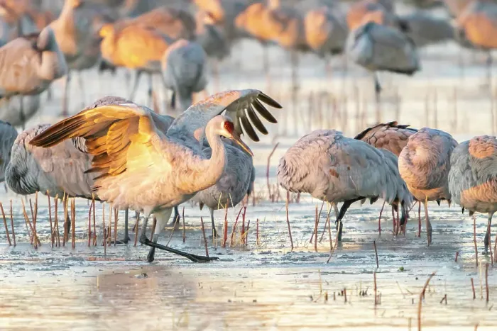 Framed Print : USA, New Mexico, Bosque Del Apache National Wildlife Refuge. Sandhill cranes walking on ice Framed Print : USA, New Mexico, Bosque Del Apache National Wildlife Refuge. Sandhill cranes walking on ice