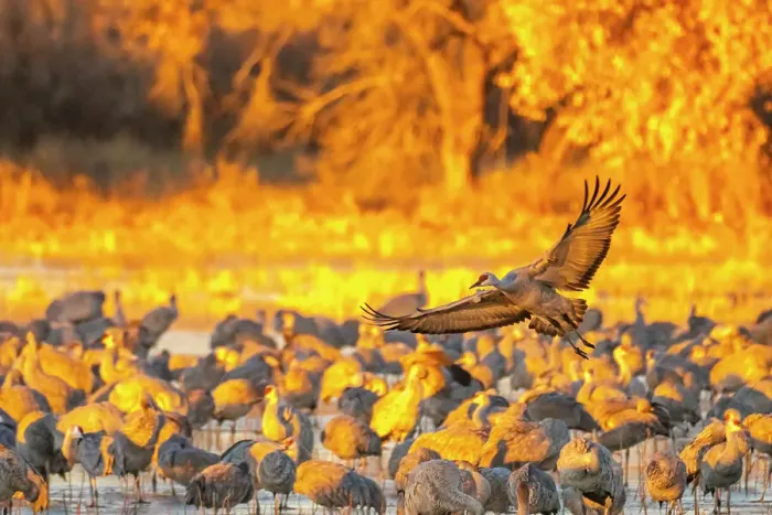 Framed Print : USA, New Mexico, Bosque Del Apache National Wildlife Refuge. Sandhill crane flying over flock Framed Print : USA, New Mexico, Bosque Del Apache National Wildlife Refuge. Sandhill crane flying over flock