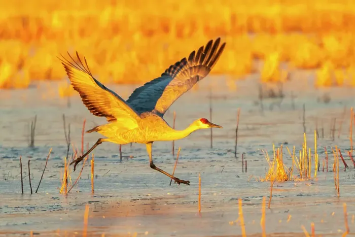 Framed Print : USA, New Mexico, Bosque Del Apache National Wildlife Refuge. Sandhill crane taking flight on ice Framed Print : USA, New Mexico, Bosque Del Apache National Wildlife Refuge. Sandhill crane taking flight on ice