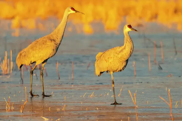 Framed Print : USA, New Mexico, Bosque Del Apache National Wildlife Refuge. Sandhill cranes walking on ice Framed Print : USA, New Mexico, Bosque Del Apache National Wildlife Refuge. Sandhill cranes walking on ice