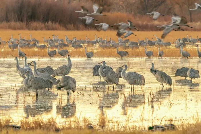 Framed Print : USA, New Mexico, Bosque Del Apache National Wildlife Refuge. Sandhill cranes at sunrise Framed Print : USA, New Mexico, Bosque Del Apache National Wildlife Refuge. Sandhill cranes at sunrise