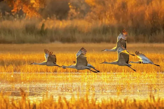 Framed Print : USA, New Mexico, Bosque Del Apache National Wildlife Refuge. Sandhill cranes flying at sunrise