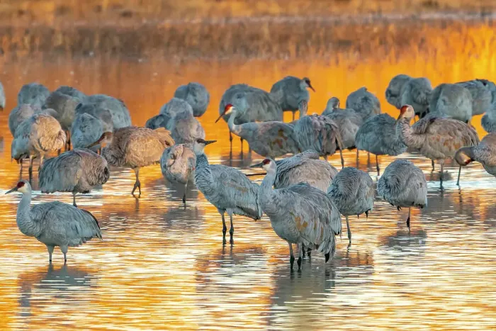 Framed Print : USA, New Mexico, Bosque Del Apache National Wildlife Refuge. Sandhill cranes roosting at sunrise Framed Print : USA, New Mexico, Bosque Del Apache National Wildlife Refuge. Sandhill cranes roosting at sunrise