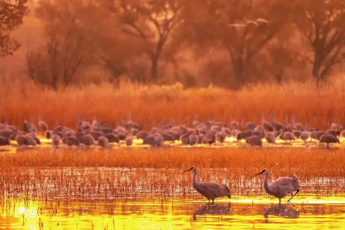 Framed Print : USA, New Mexico, Bosque Del Apache National Wildlife Refuge. Sandhill cranes at sunrise Framed Print : USA, New Mexico, Bosque Del Apache National Wildlife Refuge. Sandhill cranes at sunrise