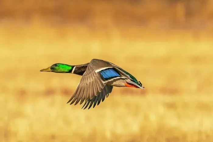 Framed Print : USA, New Mexico, Bosque Del Apache National Wildlife Refuge. Mallard drake duck flying Framed Print : USA, New Mexico, Bosque Del Apache National Wildlife Refuge. Mallard drake duck flying