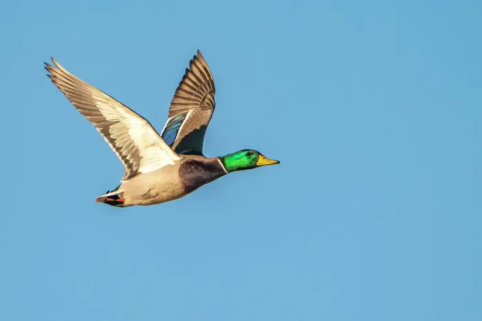 Framed Print : USA, New Mexico, Bosque Del Apache National Wildlife Refuge. Mallard drake duck flying Framed Print : USA, New Mexico, Bosque Del Apache National Wildlife Refuge. Mallard drake duck flying