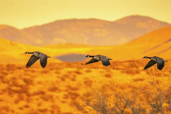 Framed Print : USA, New Mexico, Bosque Del Apache National Wildlife Refuge. Canada geese flying at sunrise Framed Print : USA, New Mexico, Bosque Del Apache National Wildlife Refuge. Canada geese flying at sunrise