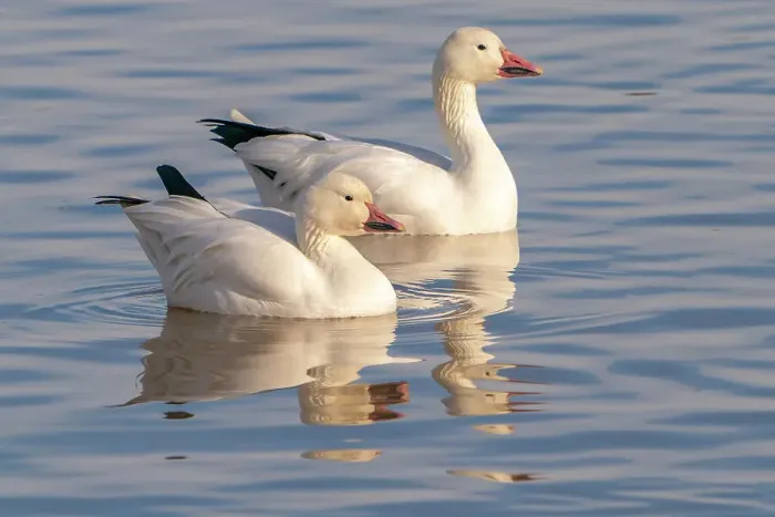 Framed Print : USA, New Mexico, Bosque Del Apache National Wildlife Refuge. Snow geese in water Framed Print : USA, New Mexico, Bosque Del Apache National Wildlife Refuge. Snow geese in water